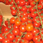 Tomatoes_1