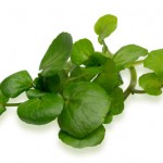 Watercress_1