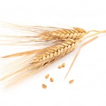 wheat_1