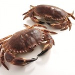 Crab_1